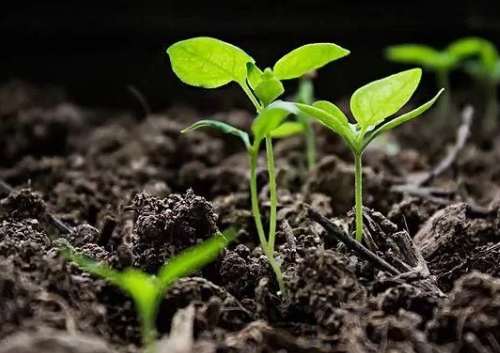 土壤污染檢測(cè) 土壤污染檢測(cè)